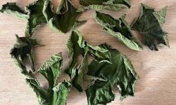 Domaine du Chillou - Feuilles de figuier Bio séché