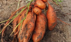 Mon Petit Producteur - Patate douce bio [vendu Par 3 Kg]+