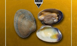 Saint Kerber - Cancale - Palourdes - calibre Moyennes - barquette de 1kg