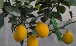 L'OLIVERAIE DU COUDON - VOTRE CITRONNIER MEYER CHEZ VOUS POT DE 20CM - H 50 /60 CM