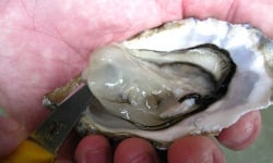 Huître de Normandie - Huîtres Fines No.2 de Normandie, LAFOSSE - 24 Pièces