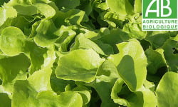 Mon Petit Producteur - Salade Feuille De Chêne Bio - [vendu Par 1 Pièce]