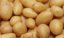 L'OLIVERAIE DU COUDON - Pomme de Terre  GRENAILLE /MITRAILLE 5KG