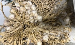 L'OLIVERAIE DU COUDON - AIL VIOLET  DEMI SEC NOUVELLE SAISON  5 KG ### PROMO ####