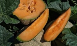 La Maison du Melon - Melon charentais x11