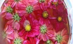 Rébecca les Jolies Fleurs - Oxy-Cosmos : vinaigre de cidre bio