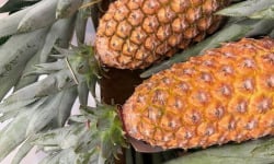 L'OLIVERAIE DU COUDON - ANANAS