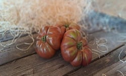 Les Jardins de Gérard - Tomate Noire de Crimée Bio - 1 kg