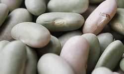 Mon Petit Producteur - Flageolet Bio [vendu Par 500 g]+