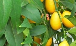 L'OLIVERAIE DU COUDON - VOTRE LIMEQUAT CHEZ VOUS POT DE 20CM - H 50 /60 CM