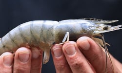 Obsiblue - Gambas bleues de Nouvelle-Calédonie - Gambas Bleues De Nouvelle-calédonie - Calibre 21-25 - 4kg