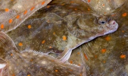 Notre poisson - Plie 300gr/400gr en lot de 2kg