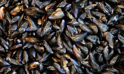 Opale Vivier - Moules de bouchot - Mont Saint Frieux - 5kg