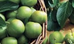 L'OLIVERAIE DU COUDON - PRUNES REINE CLAUDE 5KG