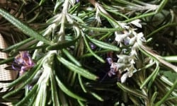 La Cabane à plantes - Bouquet de Romarin frais