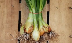 Mon Petit Producteur - Oignon blanc frais bio [vendu Par 12 Pièces]+