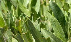 Rivesaline - Terre Saline - Aster Maritime Bio 500g