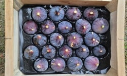 Figaro - Figues noires fraîches Bio – 8kg