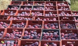 Vergers des brunots - Prune "Fortune" 2kg