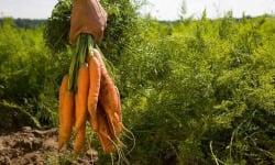 Mon Petit Producteur - Carotte terre Bio [vendu Par 1 Kg]+
