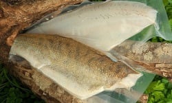 Aquaverdier - Filet de Sandre avec Peau 10x250g
