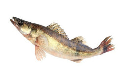 Ma poissonnière - Sandre Vidé - Pièce De 2,5 Kg