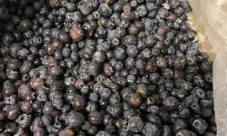 Myrtilles du Trimoulet - Myrtilles cultivées congelées - 5 Kg