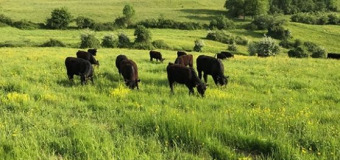 Le Boeuf d'Edmond