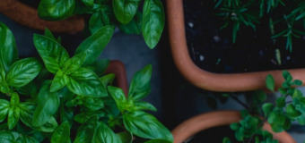 Toutes nos herbes et aromates bio