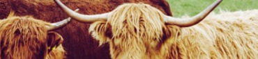 Boeuf&#x20;highland&#x20;cattle