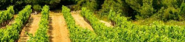 Vins&#x20;du&#x20;Languedoc-Roussillon