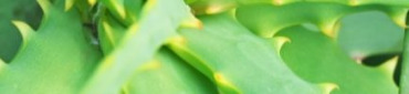 Aloe&#x20;Vera