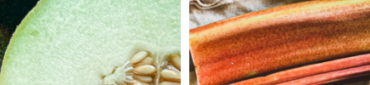 Melon&#x20;et&#x20;rhubarbe