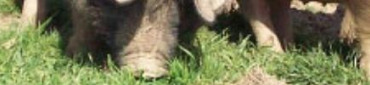 Cochon&#x20;Cul&#x20;Noir&#x20;Limousin