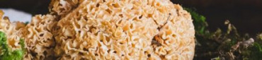 Nos&#x20;autres&#x20;champignons