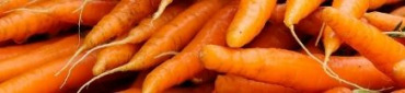 Nos&#x20;carottes&#x20;Bio&#x20;en&#x20;direct&#x20;des&#x20;producteurs