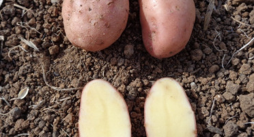 La Ferme du Bois Ramard - Pommes de terre ROSA