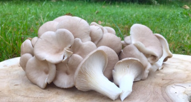 Les champignons du Loc'h - Pleurotes gris Bio - 500g