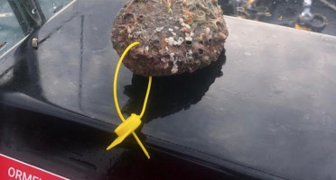 KI DOUR MOR - Ormeaux sauvages pêchés en plongée (4 pièces) vivants