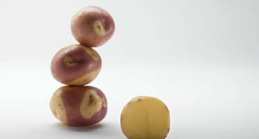 Maison Bayard - Pommes De Terre Miss Blush - 5kg