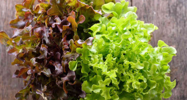 La Boite à Herbes - Lot Salade Batavia Verte Et Feuille De Chêne Bio