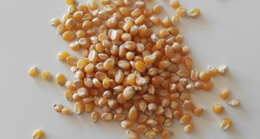 Cocotte et Potiron - Maïs À Pop-corn Bio