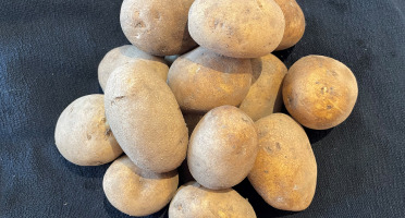 Le Potager de Sainte-Hélène - Pomme de terre Agria