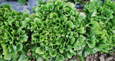 La Boite à Herbes - Salade Scarole - 1 Pièce