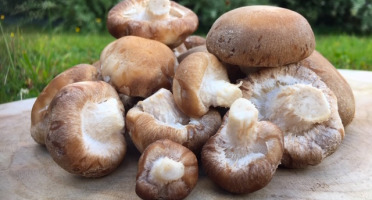 Les champignons du Loc'h - Shiitakés Bio - 500g