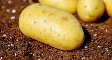 Le Châtaignier - Pommes De Terre Charlotte - 6kg