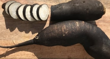 La Ferme du Polder Saint-Michel - Radis Noir Bio Croquant