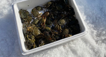 Pêcheurs Toni & David Micheau - Crabes Verts de Méditerranée - 1kg
