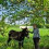 Ferme du Groin à L’Airbe