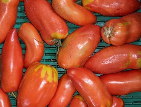 Les Jardins de Champlecy - Tomate Rouge Allongée